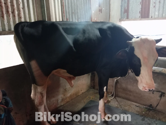১ টা কুরবানীর গরু আছে বিক্রয় এর জন্য
